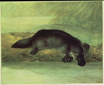 Duck-billed platypus, ornithorynchus paradoxus, 1810 by John William Lewin